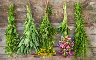 My Top 5 Herbs to Support Your Adrenal Health & Boost Your Mojo!