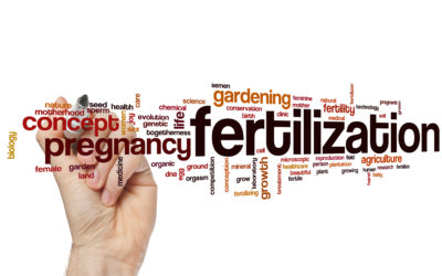 How to Optimise Male Fertility