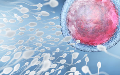 Discover how Superfoods can increase your Sperm Quality
