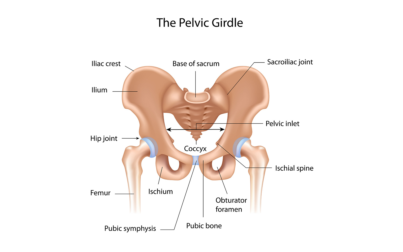 pelvic-girdle-labeled-diagram